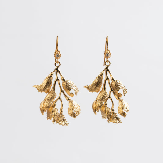 ARETE ALGA FUCUS