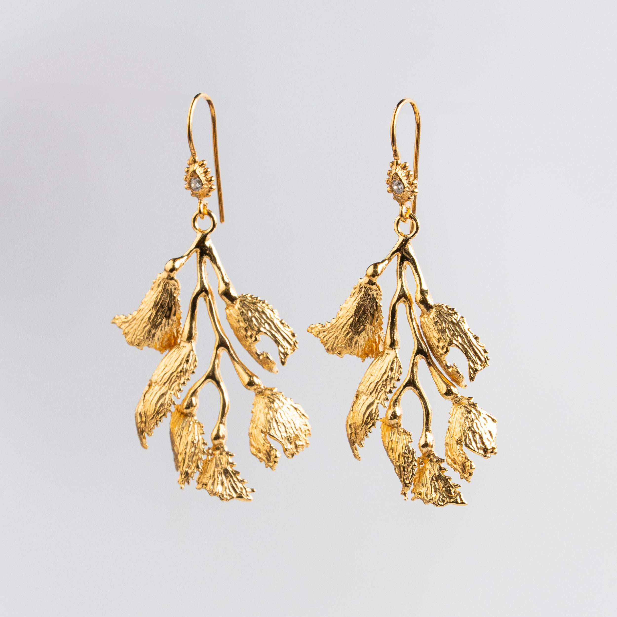 ARETE ALGA FUCUS