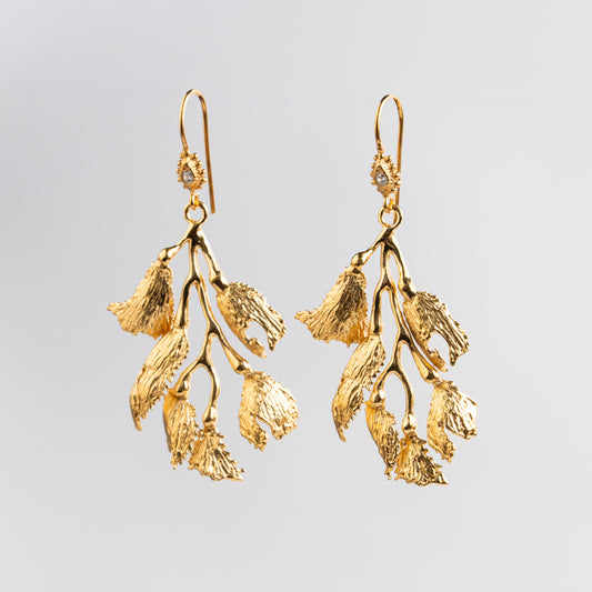 ARETE ALGA FUCUS